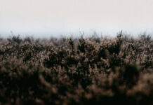 Mondays: The Great Reset