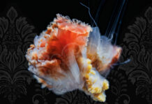 Shame Workshop March 2026